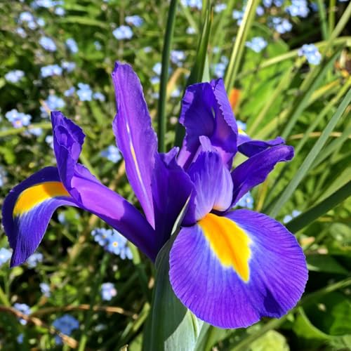 Carbeth Plants - 50 x Iris Blue Magic Spring Bulbs - Deep Purple Summer Flowering Perennials - UK Hardy Low Maintenance Pollinator Friendly - Grow in Beds, Borders and Patio Pots Carbeth Plants - 50 x Iris Blue Magic Spring Bulbs - Deep Purple Summer Flowering Perennials - UK Hardy Low Maintenance Pollinator Friendly - Grow in Beds, Borders and Patio Pots