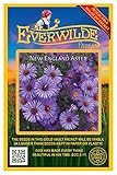 Everwilde Farms - 1000 New England Aster Native Wildflower Seeds - Gold Vault Jumbo Seed Packet