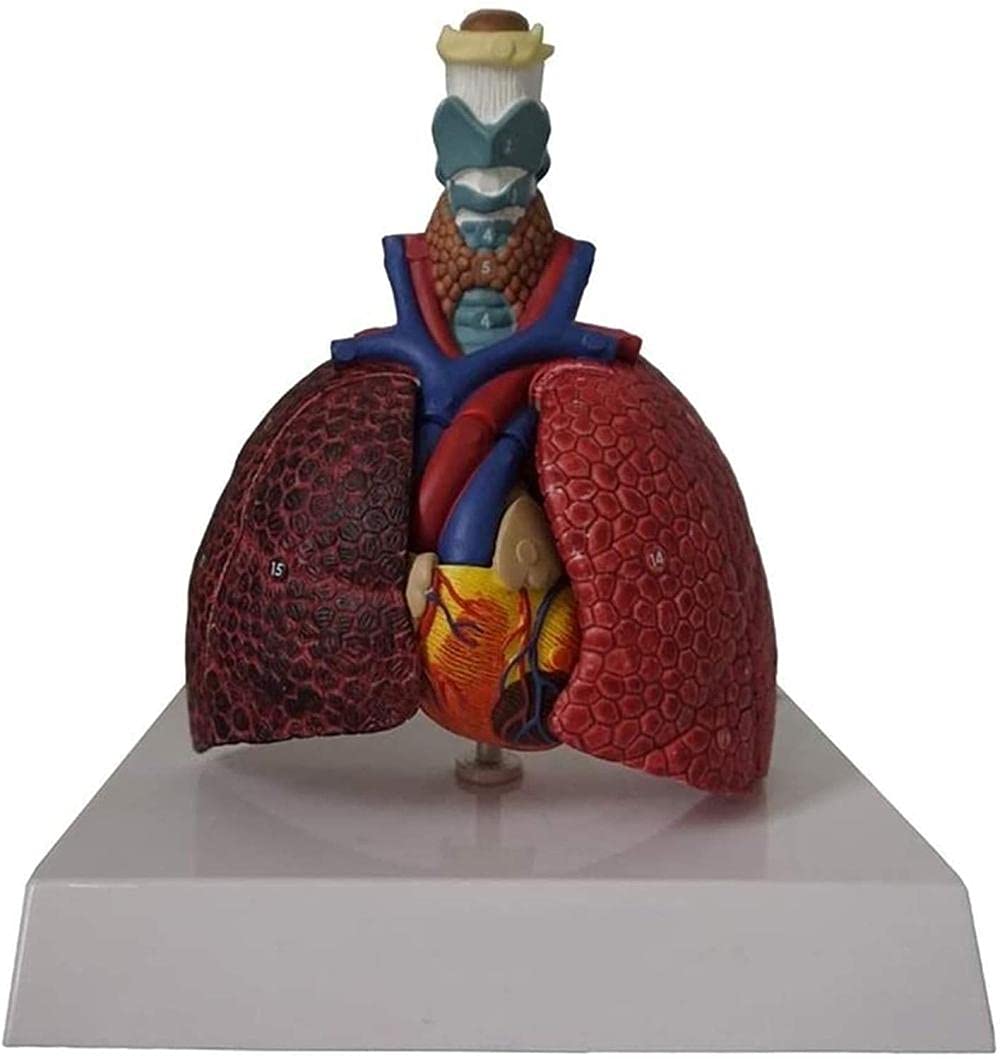 Modèle d'anatomie du cœur poumon gorge pour équiper une salle de classe