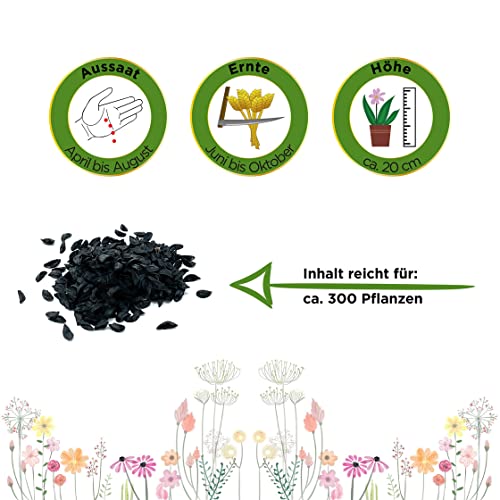 Schnittlauch Polyvert Samen - Allium schoenoprasum - Schnittlauchsamen - Kräutersamen - Saatgut für 300 Pflanzen - Image 3