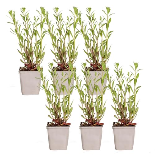 Bloomique - 6er-Set - Gaura Lindheimeri - Prachtkerze...