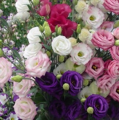 120-Count Lisianthus Flower Seeds Colorful Eustoma Mix (May-June Sowing)