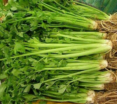 Aneto, mazzo semi Mano Fresco confezionato Non OGM (60+) Semi