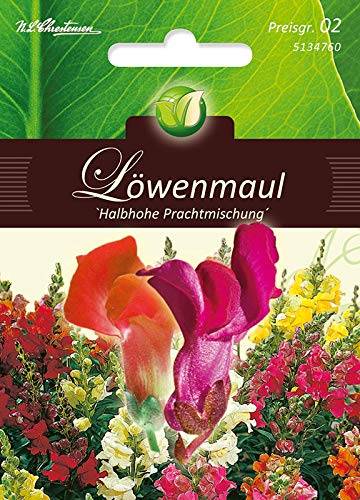 Antirrhinum, lion's mouth, half-h Mg