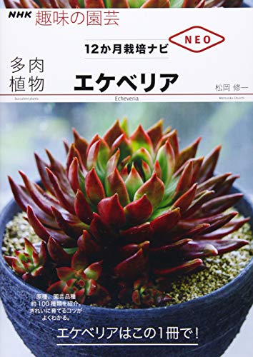 緑牡丹（みどりぼたん）、ホムセン見切り品を仕立て直す。 | 四色だんご