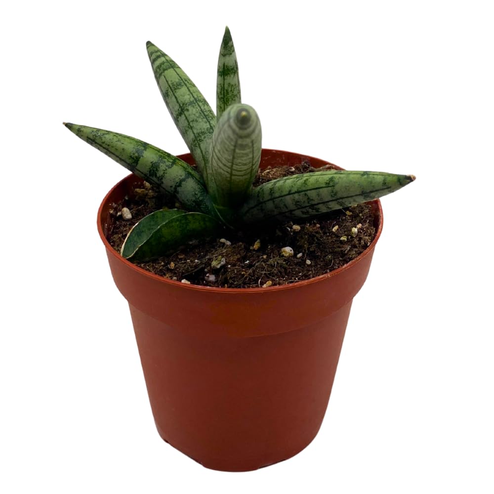 Amazon.com : BubbleBlooms Sansevieria Cylndrica Boncel Snake Plant