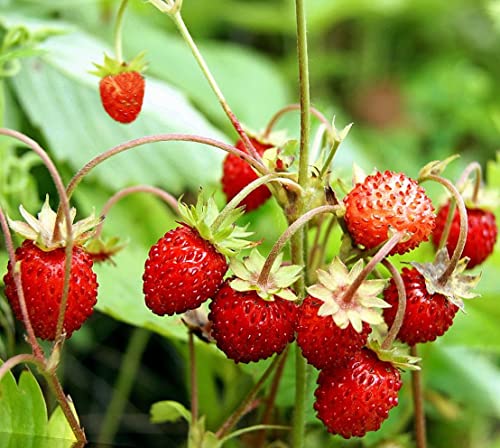 NIKA SEEDS - Seeds Fruit Alpine Strawberry Four Seasons Red Everbearing Non GMO for Planting...