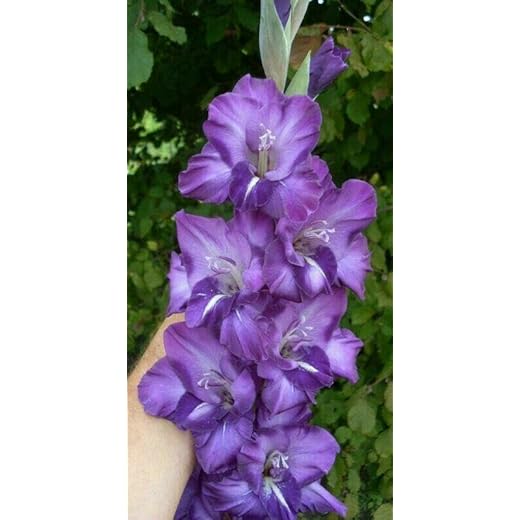 Gladiolus Flower Bulbs Pack of 5