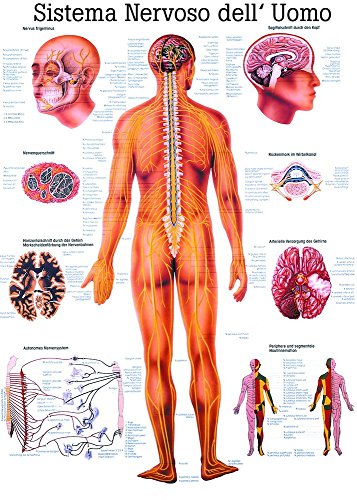 Ruediger Anatomie IT05 Sistema Nervoso dell' Uomo