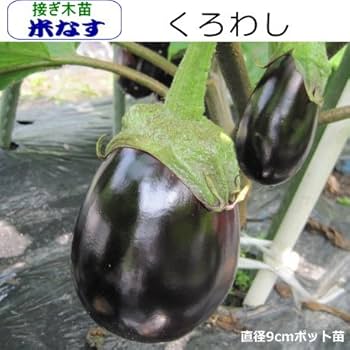 なすページ Amazon.co.jp: なす 米ナス くろわし 茄子 10.5cmポット苗