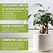 Bonsai Kit incl. eBook GRATUITO - Set con macetas de coco, semillas...