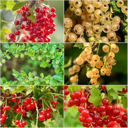 grosella espinosa - semillas semillas de balcón interior balcón perennes resistentes columnares 450pcs