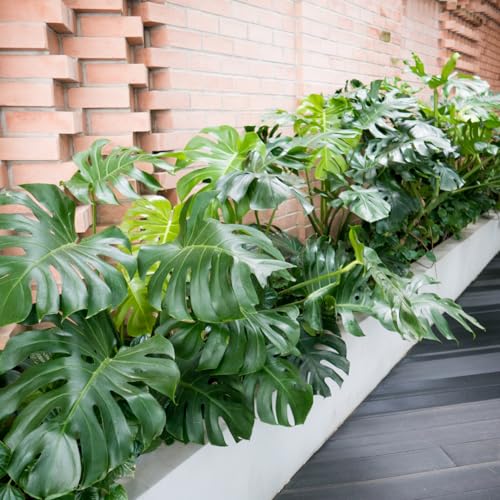 Monstera Plant - Monstera Deliciosa Plant Live - House Plant 4 to 6 Inches Tall - Indoor Plant - Thumbnail 3