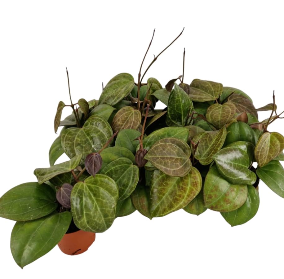 Hoya latifolia ‘Sarawak - Easy Care Trailing houseplant in 10 cm Pot