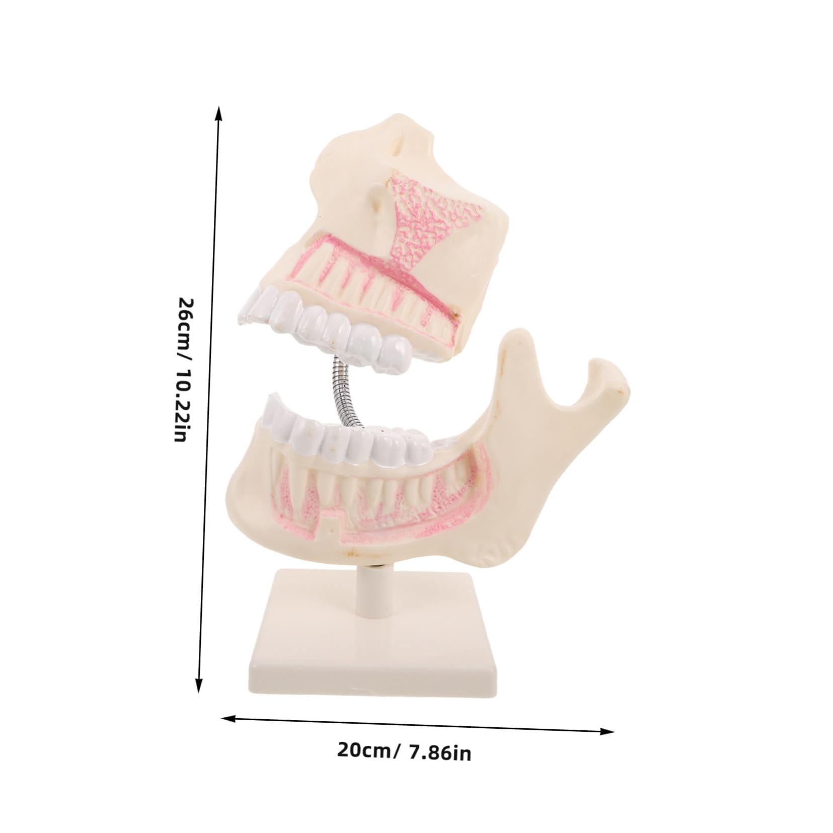 PLAFOPE Modello di Denti Typodont in Plastica per Studio Odontoiatrico Pratica Dimostrativa e Apprendimento