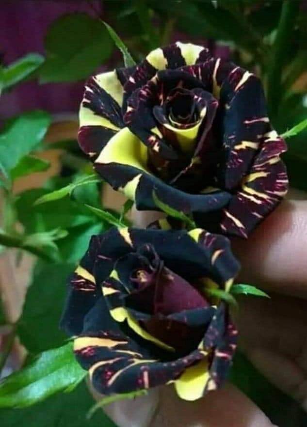 Multicolor Rose Plant With flower Pack Of 1 Live Grafted Rose Hot Cilmate Plant Rose Flower Tree Home Garden Rooftop Garden Original variety. (B0CSBVH137) Amazon Price History, Amazon Price Tracker