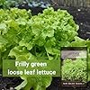 Sow Right Seeds - Green Salad Bowl Lettuce Seeds for Planting - Ideal Spring or Fall Lettuce - Great for Hydroponics & Outdoor Gardens - Non-GMO, Heirloom - Perfect for Fresh Salads & Leafy Greens (1) #2