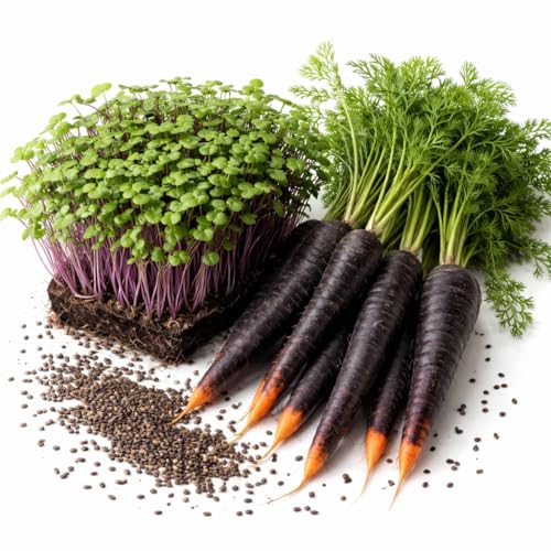 Image of Black Carrot Microgreen Seeds, Chemical-Free, Non-GMO, 100g Pack with Free Coco Disk, Rich in Antioxidants and Vitamins for Indoor Growing