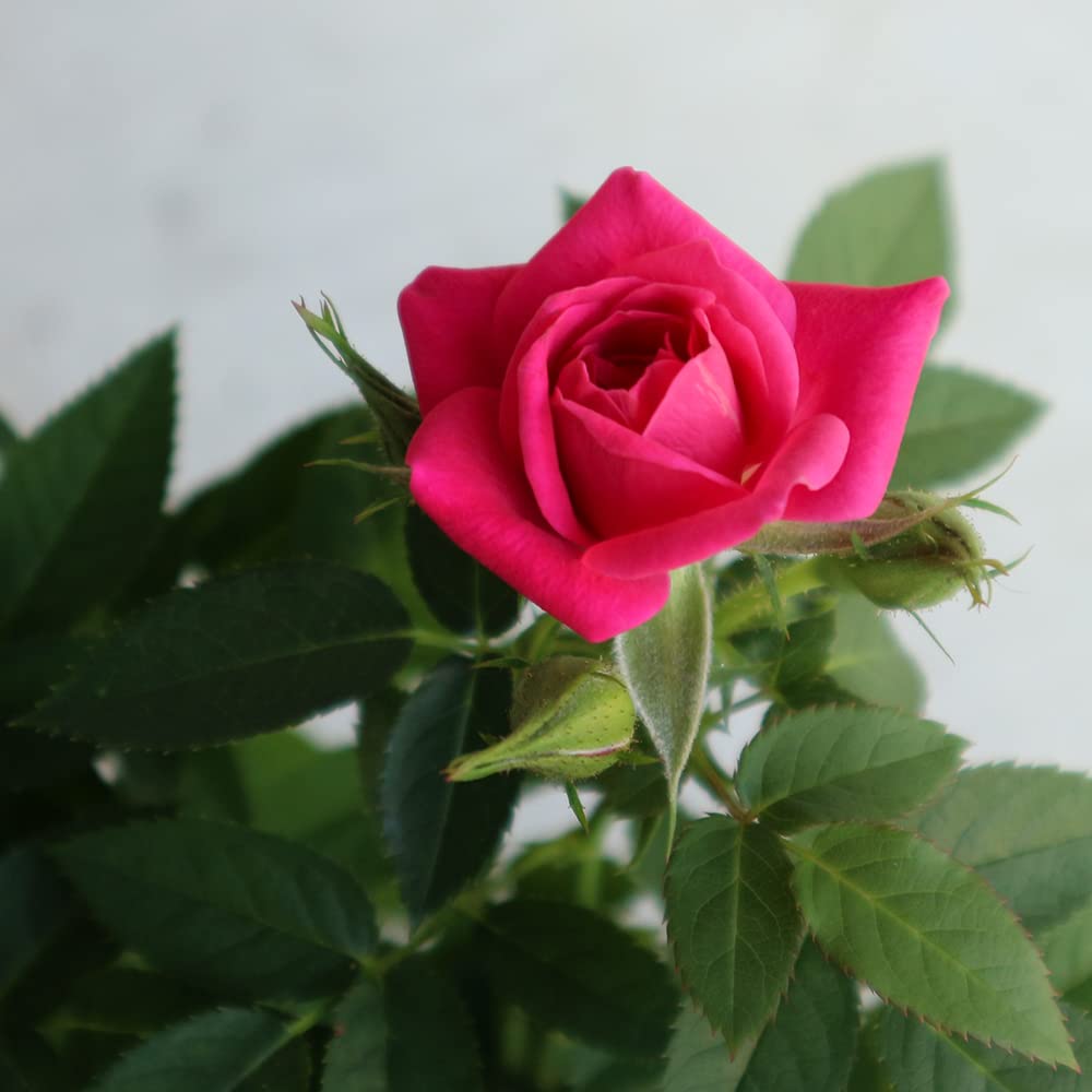 Amazon.co.jp: パープルピンクミニバラ 3.5号鉢 【品種で選べる薔薇苗