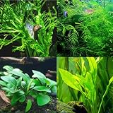 Mainam 4 Different Anubias Nana Amazon Sword Java Fern Windelov Hornwort Tropical Freshwater Live Aquarium Plant Decorations 3 Days BUY2GET1FREE