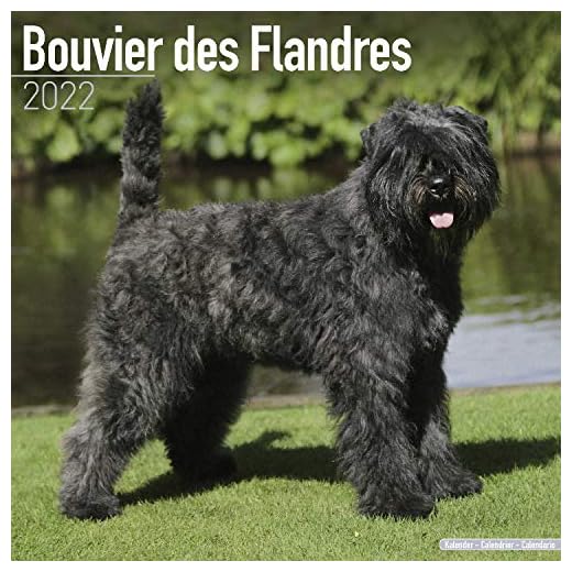 Bouvier Des Flandres 2022 Wall Calendar: Original Avonside-Kalender [Mehrsprachig] [Kalender]
