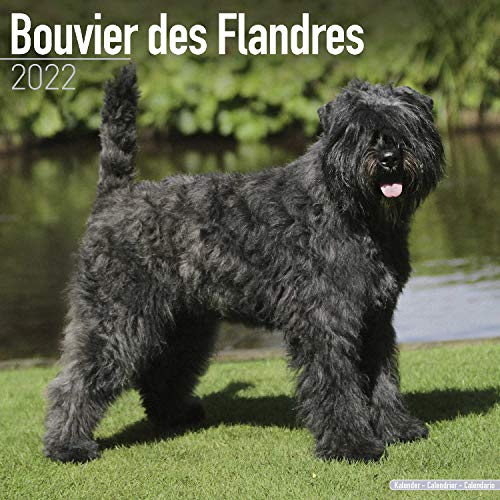 Bouvier Calendar - Bouvier Des Flandres - Dog Breed Calendars - 2021 - 2022 wall calendars - 16 Month by Avonside