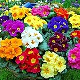 Perennial Primula Seeds for Planting - 300 Common Primrose Flower Seeds Non-GMO Flower Seeds