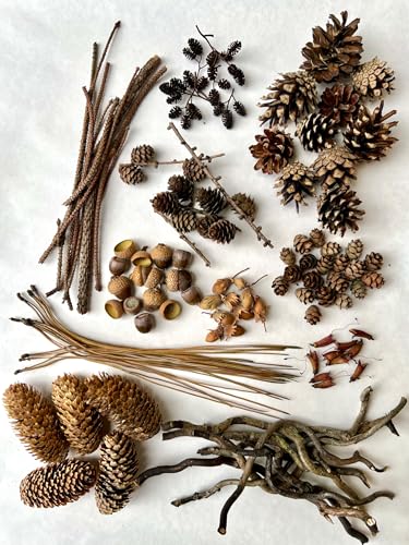 Natürliche Bastelmaterialien – Set mit 135 Stück – Zapfen, Eicheln, Zweige, Nüsse, Nadeln Naturmaterialien für Handarbeiten