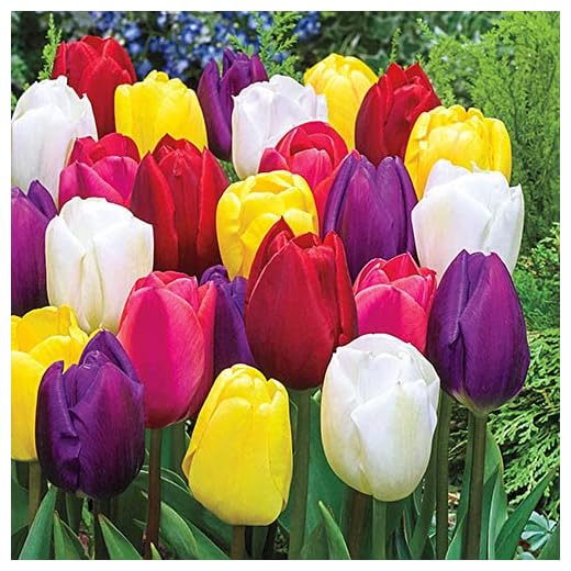 Bulbos de Flores (10 X Tulipanes Triumph en mezcla)