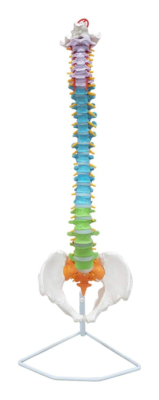 TeachingNest | Vertebral Column Flexible, Didactic, Painted, Life Size 85 cm| Anatomical Model | Bones and Skeleton | PVC (B08W3GSX89) Amazon Price History, Amazon Price Tracker