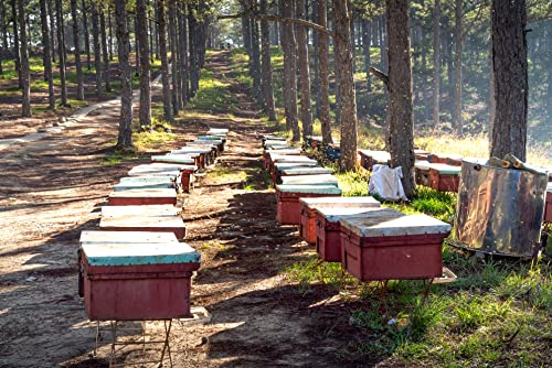 nectarvit PET Propolis Pulver - Die natürliche Wahl für die Gesundheit Ihres Tieres - 50 g