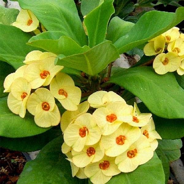 Mphmi NCR Perennial Live Plants Euphorbia (Yellow) - Succulent Plant (B0CFG5N2N3) Amazon Price History, Amazon Price Tracker