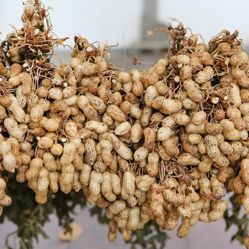 Semillas de maní, cacahuetes, verdes semillas de jardín balcón invernadero regalos sostenibles jardín invierno 90pcs