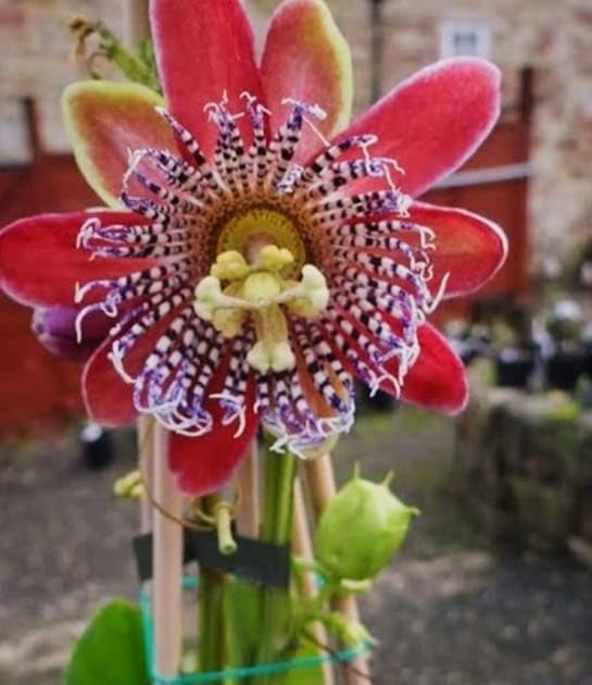 Image of Hidden Enterprise Most wonderful All Time 1Healthy Live Red passion flower PlantFor beautiful Home Garden Outdoor & Indoor Flower Plant.Pack Of 01.