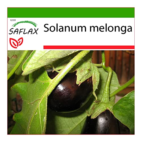 SAFLAX - Berenjena - 20 semillas - Con sustrato estéril para cultivo - Solanum melonga