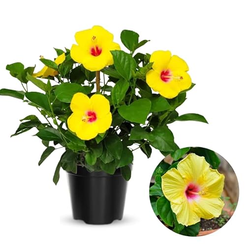 Rare Yellow Hibiscus Plant Live, Hardy Hibiscus Flowers Colorful Blooms