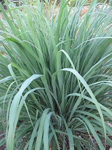 See full amazon price history chart for EverSneh Live Medicinal Lemon Grass Tea Plant With Plastic Pot 4 Inch Size EverSneh Live Medicinal Lemon Grass Tea Plant With Plastic Pot 4 Inch Size (B0B7RHP7KJ) Amazon Price History, Amazon Price Tracker
