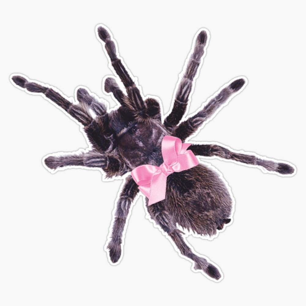 Pink Bow Spider Sticker Vinyl Waterproof Sticker Decal Car Laptop Wall Window Bumper Sticker 5"