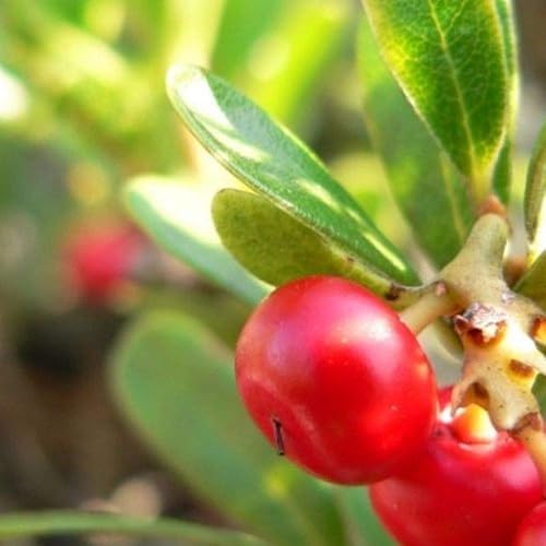 Palm Beach Medicinal Herbs - Uva Ursi (Arctostaphylos uva-Ursi) - Paquete de 10 Semillas