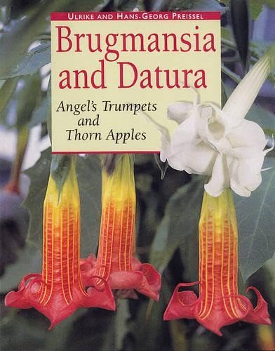 Brugmansia and Datura: Angel's Trumpets and Thorn Apples