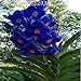 Produktbild Ferry Keimungsrate 95% 100 PCS Vanda Coerulea Blumen Bonsai China ist auch Himalaya-Orchidee Bonsai Blume Haus Garten Bepflanzung: 3