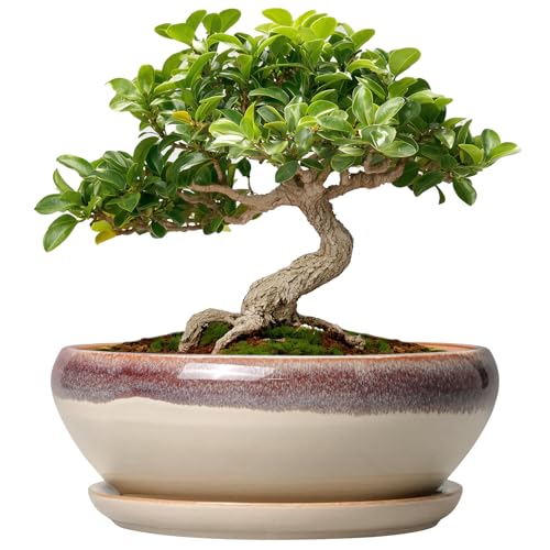 SQOWL Small Bonsai Pots - 6 Inch Ceramic Plant Pots for Succulents, Shallow Planter with Drainage...