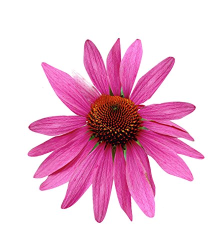 Nema Passionate Pink Echinacea purpurea Seeds - 50 Pcs (B08NT2W591) Amazon Price History, Amazon Price Tracker