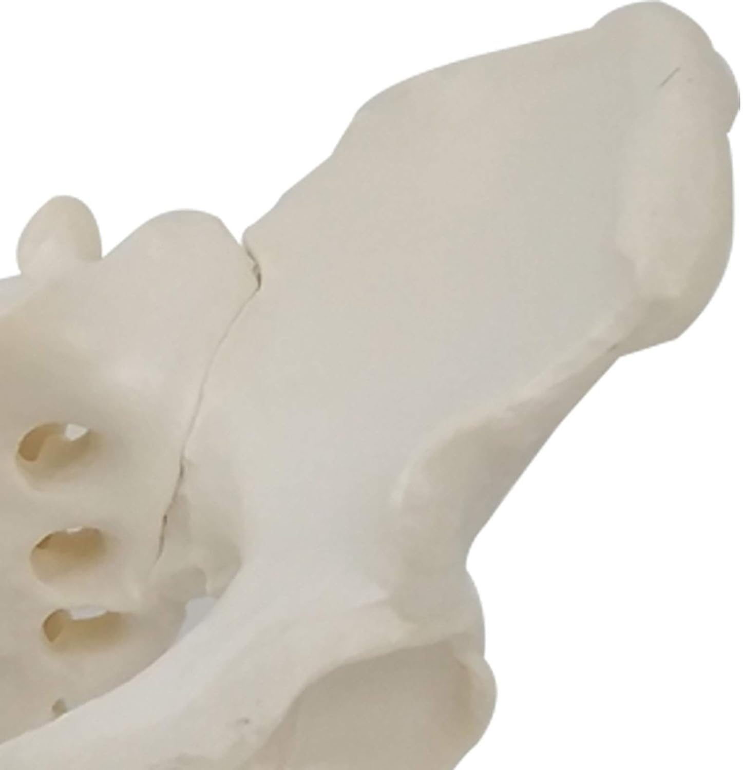 Modele Anatomiczne Żeńskie Modele Miednicy Anatomiczne Duże Stawy Miednicy Piszczel-Struktura Matki Położnictwo Wyświetlacz Wyświetlanie Medycyny Nauczania