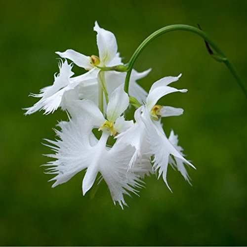Egrow 200pcs Japanische Reiher Blumen-Samen weier Reiher Orchid Seeds  Radiata Seltene weie Orchidee von Generic : Amazon.de: Garten
