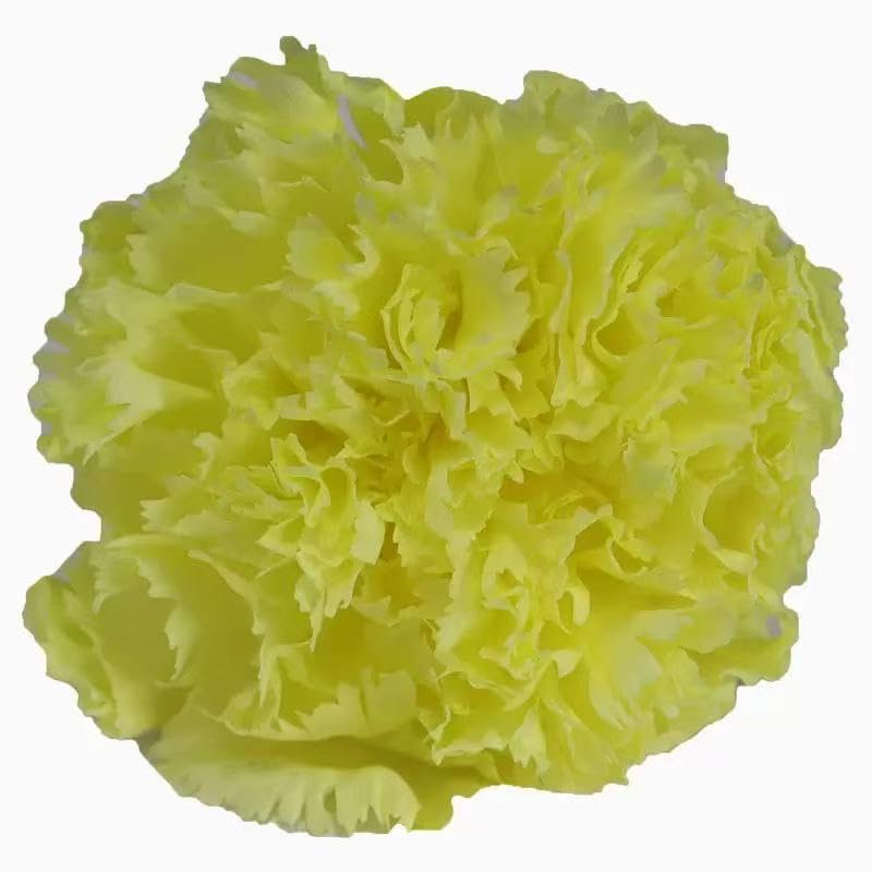 Preserved Carnation Heads 8 Pzs, Flores Eternas Naturales miniatura 2