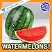Watermelons!: A My Incredible World Picture Book for...
