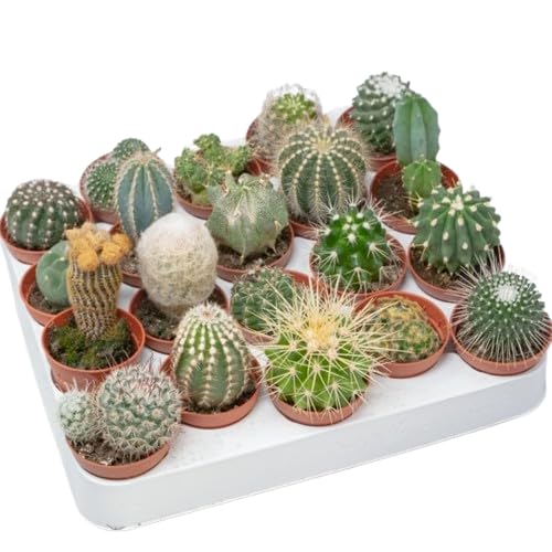 Set de 20 Cactus - Plantas Naturales de Interior o Exterior