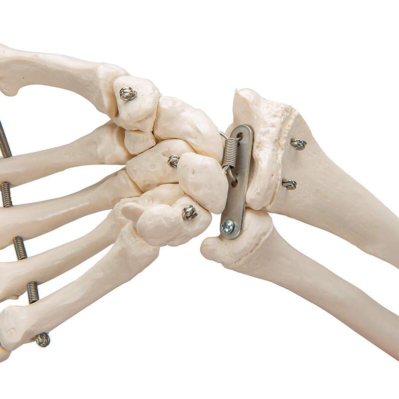 Amazon.co.jp: 1pc シミュレーションアート医療手骨尺骨と橈骨モデル前