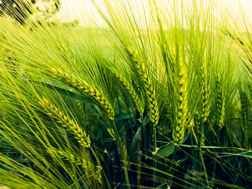 Barley Seeds for Planting (5 Pounds)